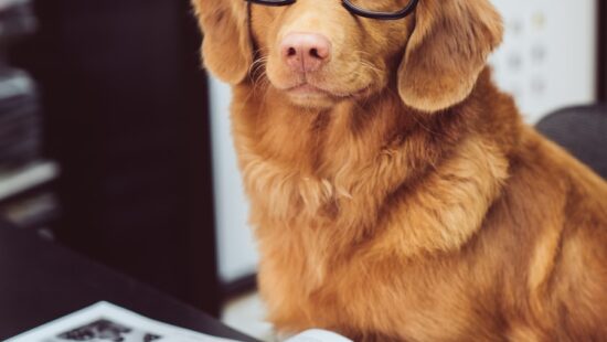 dog sitting in front of book