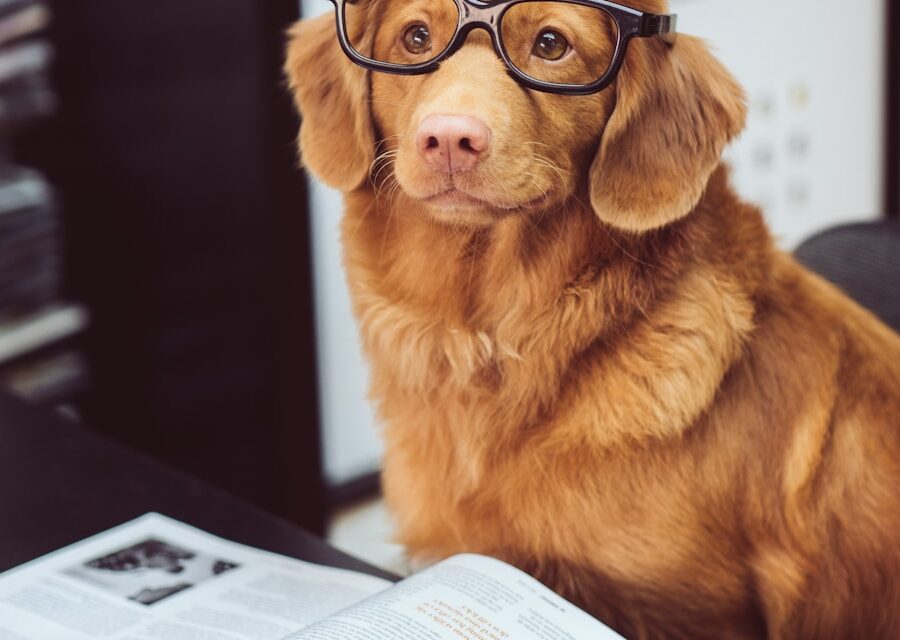 dog sitting in front of book